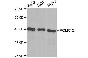 Western blot analysis of extracts of various cell lines, using POLR1C antibody. (POLR1C 抗体  (AA 1-200))