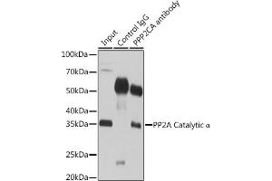 Immunoprecipitation analysis of 200 μg extracts of 293T cells using 3 μg PP2A Catalytic α antibody . (PPP2CA 抗体  (AA 1-309))