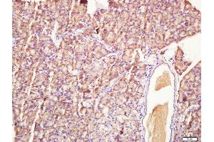 Paraformaldehyde-fixed, paraffin embedded rat pancreas, Antigen retrieval by boiling in sodium citrate buffer (pH6. (HEG1 抗体  (AA 1151-1381))