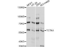 Western blot analysis of extracts of various cell lines, using TCTN1 antibody (ABIN6292812) at 1:1000 dilution. (TCTN1 抗体)
