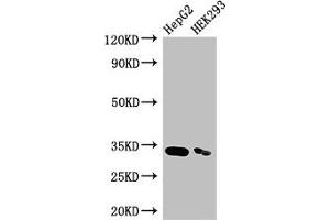 Western Blot Positive WB detected in: HepG2 whole cell lysate, HEK293 whole cell lysate All lanes: CRKL antibody at 3. (CrkL 抗体  (AA 98-303))
