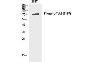 Western Blot analysis of 293T cells using Phospho-MAP3K7 (Thr187) Polyclonal Antibody at dilution of 1:1000 (MAP3K7 抗体  (pThr187))