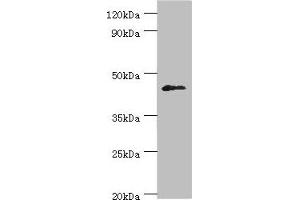 Western blot All lanes: Dual specificity protein phosphatase 7 antibody at 10 μg/mL + HepG2 whole cell lysate Secondary Goat polyclonal to rabbit IgG at 1/10000 dilution Predicted band size: 45, 41 kDa Observed band size: 45 kDa (DUSP7 抗体  (AA 160-419))