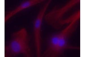 Immunofluorescence (IF) image for anti-Tubulin, alpha 4a (TUBA4A) (C-Term) antibody (ABIN1440013)