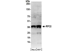anti-Replication Factor C (Activator 1) 2, 40kDa (RFC2) (AA 1-50) antibody
