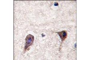 Formalin-fixed and paraffin-embedded human brain tissue reacted with HS2ST1 antibody (N-term), which was peroxidase-conjugated to the secondary antibody, followed by DAB staining. (HS2ST1 抗体  (N-Term))