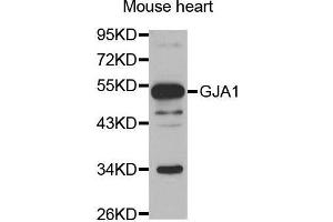 Western Blotting (WB) image for anti-Gap Junction Protein, alpha 1, 43kDa (GJA1) (AA 233-382) antibody (ABIN3023088)