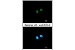 ICC/IF Image Immunofluorescence analysis of paraformaldehyde-fixed A549, using PRDM8, antibody at 1:500 dilution. (PRDM8 抗体  (N-Term))