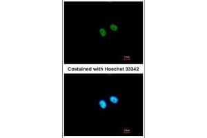 ICC/IF Image Immunofluorescence analysis of paraformaldehyde-fixed A549, using PRDM8, antibody at 1:500 dilution. (PRDM8 抗体  (N-Term))