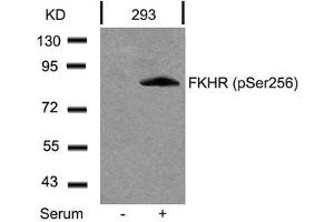 Western blot analysis of extracts from 293 cells untreated or treated with serum using FKHR(Phospho-Ser256) Antibody. (FOXO1 抗体  (pSer256))