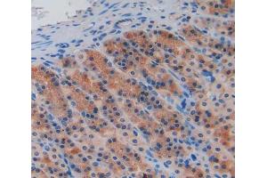 Used in DAB staining on fromalin fixed paraffin- embedded stomach tissue (Caspase 9 抗体  (AA 1-200))