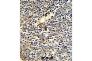Immunohistochemistry (IHC) image for anti-FK506 Binding Protein 11, 19 KDa (FKBP11) antibody (ABIN3002801) (FKBP11 抗体)