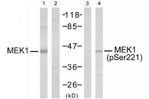 Western blot analysis of extracts from Jurkat cells, using MEK1 (Ab-221) antibody (E021175, Lane 1 and 2) and MEK1 (phospho-Ser221) antibody (E011161, Lane 3 and 4). (MEK1 抗体  (pSer221))
