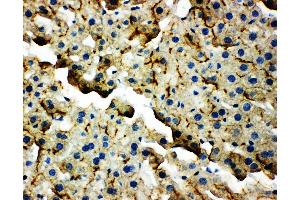 Immunohistochemistry (IHC) image for anti-Tight Junction Protein 2 (Zona Occludens 2) (TJP2) (AA 1149-1167), (C-Term) antibody (ABIN3044036)