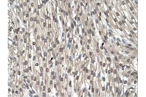SHMT2 antibody was used for immunohistochemistry at a concentration of 4-8 ug/ml. (SHMT2 抗体)