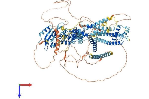 KCNH4 Protein (AA 1-1017) (His tag)