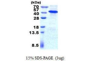 Figure annotation denotes ug of protein loaded and % gel used. (IMPAD1 蛋白)