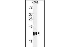 H4-K20 Antibody (N-term) (ABIN651847 and ABIN2840421) western blot analysis in K562 cell line lysates (35 μg/lane). (HIST1H4A 抗体  (N-Term))