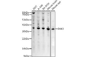 Western blot analysis of extracts of various cell lines, using DKK3 antibody (ABIN3016192, ABIN3016193, ABIN3016194, ABIN1679536 and ABIN6219615) at 1:1000 dilution. (DKK3 抗体  (AA 22-350))