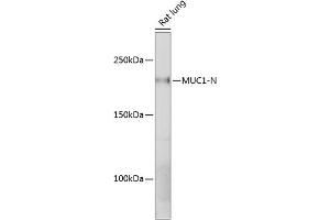 Western blot analysis of extracts of Rat lung, using MUC1 antibody (ABIN7268687) at 1:1000 dilution. (MUC1 抗体)