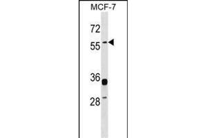 ERVWE1 Antibody (C-term) (ABIN1537404 and ABIN2848686) western blot analysis in MCF-7 cell line lysates (35 μg/lane). (ERVW-1 抗体  (C-Term))