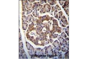 Kallikrein 8(KLK8) Antibody (Center) (ABIN652199 and ABIN2840745) immunohistochemistry analysis in formalin fixed and paraffin embedded human pancreas tissue followed by peroxidase conjugation of the secondary antibody and DAB staining. (Kallikrein 8 抗体  (AA 143-172))