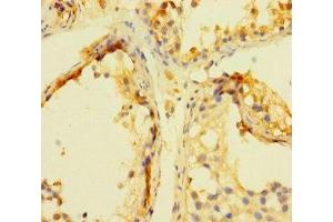 Immunohistochemistry of paraffin-embedded human testis tissue using ABIN7165649 at dilution of 1:100 (INCA1 抗体  (AA 1-236))