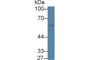 Western blot analysis of Mouse Stomach lysate, using Mouse KLF4 Antibody (1 µg/ml) and HRP-conjugated Goat Anti-Rabbit antibody ( (KLF4 抗体  (AA 240-478))
