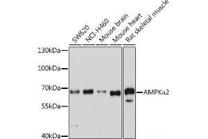 Western blot analysis of extracts of various cell lines using AMPKα2 Polyclonal Antibody at dilution of 1:1000. (PRKAA2 抗体)