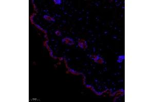 Immunofluorescence (Paraffin-embedded Sections) (IF (p)) image for anti-NCK Adaptor Protein 2 (NCK2) antibody (ABIN7074783)
