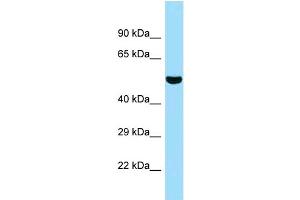 WB Suggested Anti-5033411D12Rik Antibody Titration: 1. (SUGCT 抗体  (C-Term))