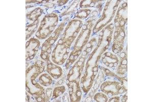 Immunohistochemistry of paraffin-embedded mouse kidney using Erlin-2 Rabbit mAb (ABIN7267006) at dilution of 1:100 (40x lens). (ERLIN2 抗体)
