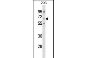 GABRE Antibody (N-term) (ABIN1539525 and ABIN2848745) western blot analysis in 293 cell line lysates (35 μg/lane). (GABRE 抗体  (N-Term))