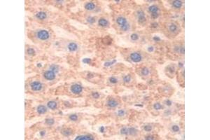 IHC-P analysis of Mouse Tissue, with DAB staining. (LCAT 抗体  (AA 290-432))
