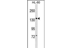 PWP2 Antibody (Center) (ABIN1538500 and ABIN2849062) western blot analysis in HL-60 cell line lysates (35 μg/lane). (PWP2 抗体  (AA 567-596))