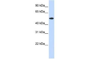 Western Blotting (WB) image for anti-RasGEF Domain Family, Member 1A (RASGEF1A) antibody (ABIN2459914) (RASGEF1A 抗体)