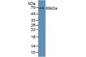 Western blot analysis of Human Liver Tissue. (GAS6 抗体  (AA 136-311))