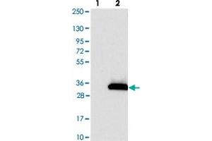 Western blot analysis of Lane 1: Negative control (vector only transfected HEK293T lysate). (KCTD14 抗体)