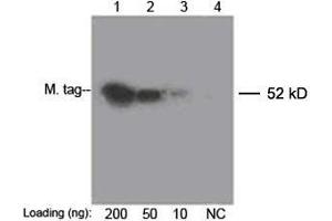 Lane 1-3: 200 ng, 50 ng, 10 ng Multiple Tag Cell Lysate (ABIN1536505) Lane 4: Negative ControlDetect antibody: 0. (c-MYC 抗体  (Biotin))
