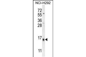 Western blot analysis in NCI-H292 cell line lysates (35ug/lane). (LY6G6C 抗体  (C-Term))