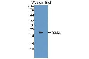 Western Blotting (WB) image for anti-Angiopoietin-Like 2 (ANGPTL2) (AA 47-207) antibody (ABIN3205834) (ANGPTL2 抗体  (AA 47-207))