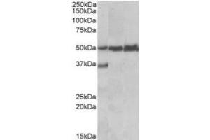 Antibody (0. (LSP1 抗体  (C-Term))
