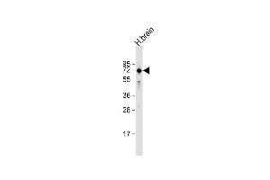 Anti-IGSF8 Antibody (Center) at 1:1000 dilution + human brain lysate Lysates/proteins at 20 μg per lane. (IGSF8 抗体  (AA 226-254))
