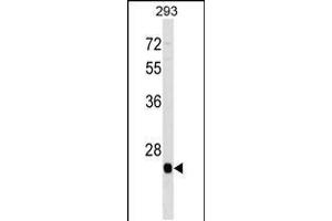 Western blot analysis in 293 cell line lysates (35ug/lane). (BTG4 抗体  (C-Term))