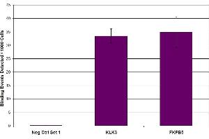 Androgen Receptor antibody (pAb) tested by ChIP. (Androgen Receptor 抗体  (N-Term))