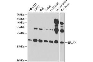 Western blot analysis of extracts of various cell lines, using EIF1AY antibody (ABIN6131913, ABIN6140019, ABIN6140020 and ABIN6220569) at 1:1000 dilution. (EIF1AY 抗体  (AA 1-144))