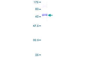 CDK13 Protein (AA 1-324) (GST tag)