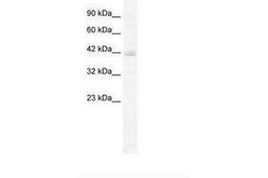 Image no. 1 for anti-Potassium Channel Tetramerisation Domain Containing 18 (KCTD18) (AA 145-194) antibody (ABIN202495) (KCTD18 抗体  (AA 145-194))