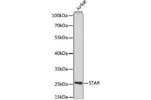 Western blot analysis of extracts of various cell lines using STAR Polyclonal Antibody at dilution of 1:1000. (STAR 抗体)