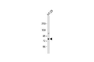 Anti-NRG2 Antibody  at 1:1000 dilution + HT-29 whole cell lysate Lysates/proteins at 20 μg per lane. (Neuregulin 2 抗体  (C-Term))
